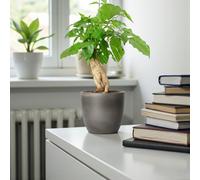 Carbeth Plants 1 X Radermachera Sinica China Doll Plant In 12Cm Pot - Asian Bell Tree Low Maintenance Easy Care Air Purifying House Plant