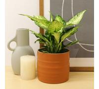 Carbeth Plants 1 X Real Dumb Cane Indoor Plant Dieffenbachia Amy In 12Cm Pot - Live Variegated Leopard Lily Foliage Air Purifying Houseplant