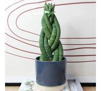 Carbeth Plants 1 X Sansevieria Twister Snake Plant Houseplant In 10.5Cm Pot - Air Purifying Evergreen African Spear Plant - Ideal For Beginners