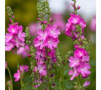 Carbeth Plants 1 X Sidalcea Candy Girl Bare Root Pink Summer Flowering Mallow Perennial Compact Bushy Pollinator Friendly Shrub