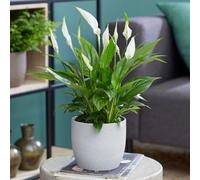Carbeth Plants 1 X Spathiphyllum Peace Lily Plant In 9Cm Pot - Ideal For Home Or Office