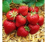 Carbeth Plants 1 X Strawberry Cambridge Favourite Fruit Plant In 1L Pot - Easy Grow High Yielding Outdoor Perennial For Beds, Borders Or Pots