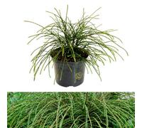 Carbeth Plants 1 X Thuja Whipcord 40Cm High In 2.5L Pot - Western Red Cedar Evergreen Hardy Conifer - Alpine & Rockery Gardens And Patio Pots