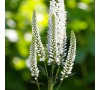 Carbeth Plants 1 X Veronica Schneeriesin Bare Root White Flowering Speedwell Hardy Shrub Upright Low Maintenance