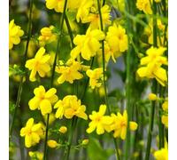 Carbeth Plants 1 X Winter Jasmine In 9Cm Pot - Jasminum Nudiflorum - Hardy Climbing Shrub With Yellow Winter Flowers