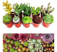 Carbeth Plants 10 Sempervivum Succulent Plants - 5 Sempervivum - 5 Succulents In 5.5Cm Pots