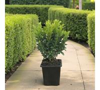 Carbeth Plants 10 X Buxus Sempervirens In 9Cm Pot - Common Box Hedging Plant - Evergreen Shrub For Topiary & Formal Borders