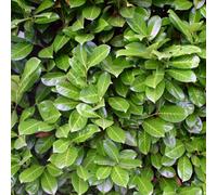 Carbeth Plants 10 X Cherry Laurel Hedging Plant In 3L Pots - 65-85Cm Evergreen Foliaged Winter Hardy Prunus Laurocerasus Rotundifolia Shrubs