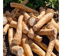 Carbeth Plants 10 X Horseradish Bare Roots For Planting - Hardy Armoracia Rusticana Vegetable Perennial Aromatic Plant For Gardens & Allotments