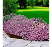 Carbeth Plants 10 X Saponaria Ocymoides Bare Root Pink Rock Soapwort Spring Flowering Perennial Easy To Grow Ground Cover Shrub