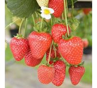 Carbeth Plants 10 X Strawberry Bare Root Plants - Fruit Plants - Grow Your Own Fruit Garden
