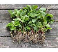 Carbeth Plants 10 X Strawberry Plant Mix Bare Root Plants Including A Mix Of High Yeilding Varities (Add Organic Strawberry Fertiliser)