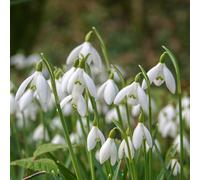 Carbeth Plants 100 Snowdrops In The Green Bare Roots - Spring Flowering Galanthus Nivalis Hardy Bulbs - Ideal For Lawns, Borders & Gardens