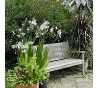 Carbeth Plants 100 X Acidanthera Gladiolus Murielae Bulbs - White Sword Lily Corms Herbaceous Perennials - Peacock Orchid For Planting Outdoors