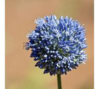 Carbeth Plants 100 X Allium Caeruleum Azureum - Blue Summer Flowering Perennial Bulbs - Pollinator Friendly - Grow In Beds, Borders & Patio Pots