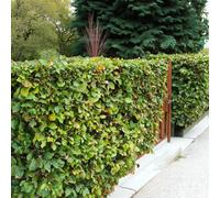 Carbeth Plants 100 X Beech Bare Root Hedging - 40-60 Cm High Fagus Sylvatica Live Ready To Plant Shrubs For Privacy Screening & Formal Boundaries