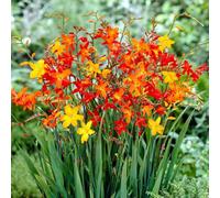 Carbeth Plants 100 X Crocosmia Mixed Montbretia Summer Bulbs - Hardy Colourful Herbaceous Perennial Corms - Grow In Beds, Borders & Patio Pots