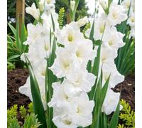 Carbeth Plants 100 X Gladioli Amsterdam Summer Flowering Bulbs - White Gladiolus Sword Lilies Pollinator Friendly Herbaceous Perennial Corms