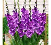 Carbeth Plants 100 X Gladioli Kim Deep Purple Summer Bulbs - Gladiolus Sword Lilies Herbaceous Perennials Corms