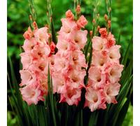 Carbeth Plants 100 X Gladioli New Release Summer Flowering Bulbs - Salmon Gladiolus Sword Lilies Pollinator Friendly Herbaceous Perennial Corms