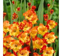 Carbeth Plants 100 X Gladioli Princess Margaret Rose Summer Bulbs - Gladiolus Sword Lilies Herbaceous Perennials Corms