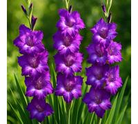 Carbeth Plants 100 X Gladioli Purple Flora Summer Flowering Bulbs - Gladiolus Sword Lilies Pollinator Friendly Herbaceous Perennial Corms