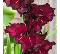 Carbeth Plants 100 X Gladouls Black Star Summer Bulbs - Easy To Grow Summer Blooms