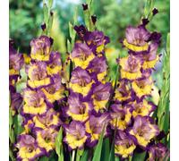 Carbeth Plants 100 X Gladouls Dynamite Summer Bulbs - Easy To Grow Summer Blooms