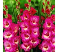 Carbeth Plants 100 X Gladouls Jo Jo Summer Bulbs - Easy To Grow Summer Blooms