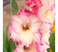 Carbeth Plants 100 X Gladouls Priscilla Summer Bulbs - Easy To Grow Summer Blooms