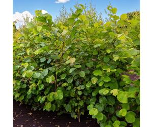 Carbeth Plants 100 X Hazel Bare Root Hedging - 40-60 Cm Corylus Avellana Hardy Deciduous Resilient Garden Shrubs For Wildlife Friendly Hedge