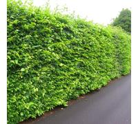 Carbeth Plants 100 X Hornbeam Bare Root Hedging - 40-60 Cm Hardy Deciduous Carpinus Betulus Ready To Plant Garden Shrubs For Privacy & Windbreaks