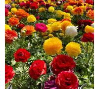 Carbeth Plants 100 X Ranunculus Bulbs Corms Mixed Colours - Persian Buttercup Perennial Flower Spring Bulbs - Garden Bulbs For Planting Outdoors