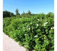 Carbeth Plants 100 X Rosa Rugosa Alba Bare Root Hedging - 40-60Cm High Fragrant White Ramanas Rose Hardy Garden Ready Coastal Friendly Shrubs