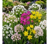 Carbeth Plants 100 X Small Flowering Allium Mix - Ornamental Onion Spring Bulbs