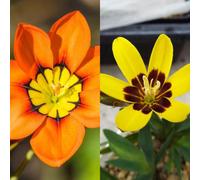 Carbeth Plants 100 X Sparaxis Bulbs Duocolour Orange Yellow Mix - Harlequin Flower Perennial Summer Bulbs - Garden Bulbs For Planting Outdoors