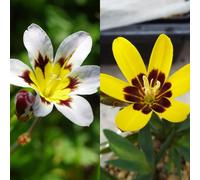 Carbeth Plants 100 X Sparaxis Bulbs Duocolour White Yellow Mix - Harlequin Flower Perennial Summer Bulbs - Garden Bulbs For Planting Outdoors