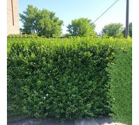 Carbeth Plants 100 X Wild Privet Bare Root Hedging - 20-40 Cm High Ligustrum Vulgare Fast Growing Semi Evergreen Hardy Shrubs For Privacy Hedging