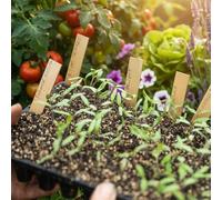 Carbeth Plants 10Cm Wooden Plant Labels 24 Pack - Natural Garden Markers For Seeds, Pots, Herbs & Vegetable Beds