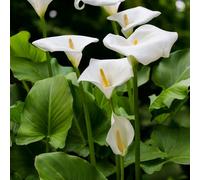 Carbeth Plants 12 X Calla Lily Aethiopica Bulbs - White Summer Flowering Zantedeschia Corms