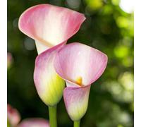 Carbeth Plants 12 X Calla Lily Pink Melody Bulbs - Soft Pink Summer Flowering Zantedeschia Corms