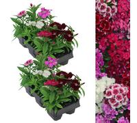 Carbeth Plants 12 X Dianthus Carnation Festival Mixed Pack - Colourful Flowers - Bedding Plants - Ideal For Pots, Containers & Beds In Uk Gardens