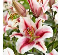 Carbeth Plants 12 X Oriental Lily Hachi Summer Bulbs - White Pink Highly Scented Lilium Hardy Herbaceous Perennials - Easy To Grow Large Flowers