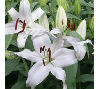Carbeth Plants 12 X Oriental Lily Mount Aspiring Summer Bulbs - White Highly Scented Lilium Hardy Herbaceous Perennials - Easy To Grow Flowers