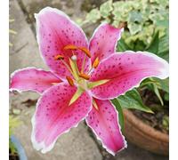 Carbeth Plants 12 X Oriental Lily Stargazer Summer Bulbs - Pink Highly Scented Lilium Hardy Herbaceous Perennials - Easy To Grow Large Flowers