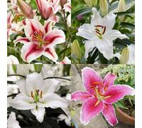 Carbeth Plants 12 X Oriental Lily Summer Mixed Bulbs - Highly Scented Lilium Hardy Herbaceous Perennials - Easy To Grow Large Flowers