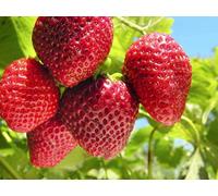 Carbeth Plants 12 X Strawberry Elsanta A Bare Roots - Grow Your Own Strawberries