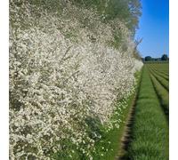Carbeth Plants 14 X Blackthorn Bare Root Hedging - 40-60 Cm Prunus Spinosa Hardy Shrubs With Wildlife Friendly For Natural Hedging & Boundaries