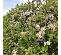 Carbeth Plants 14 X Crab Apple Bare Root Hedging - 40-60 Cm Malus Sylvestris Hardy Hedgerow Tree Shrubs For Cottage Gardens And Rural Landscapes