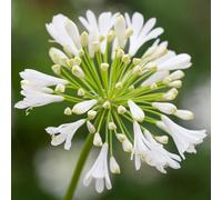 Carbeth Plants 15 X Agapanthus Polar Ice Summer Bare Root - White African Lily Deciduous Herbaceous Perennial - Grow In Beds, Borders And Pots
